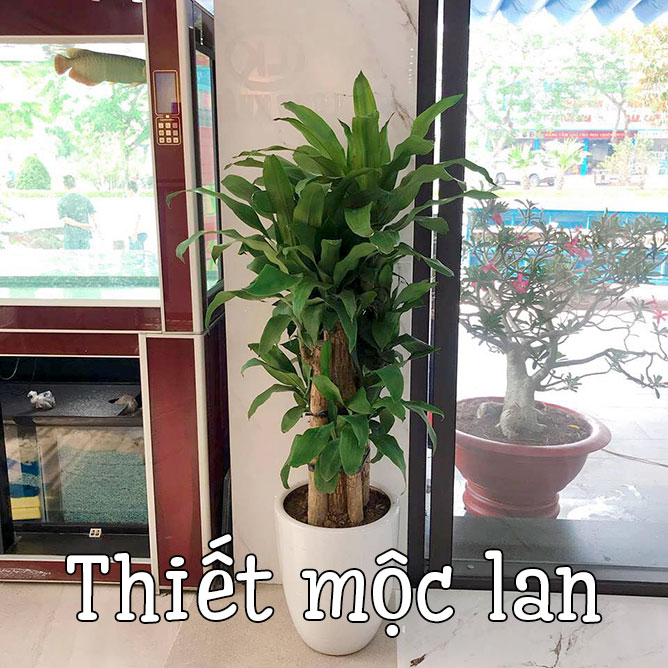 cây thiết mộc lan