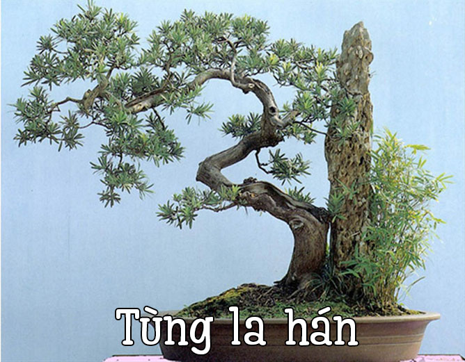 cây tùng la hán hợp với tuổi Dần mệnh Mộc