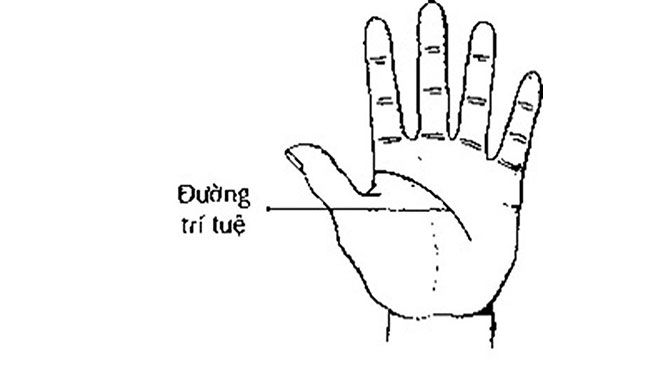 đường chỉ tay trí tuệ