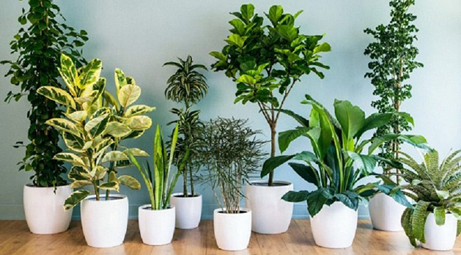 tuổi sửu nên trồng cây phong thủy gì