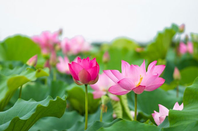 hoa sen