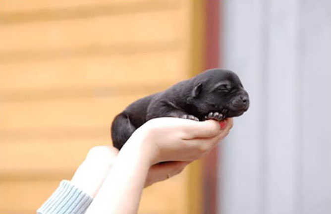 chó đẻ một con mang điềm báo gì