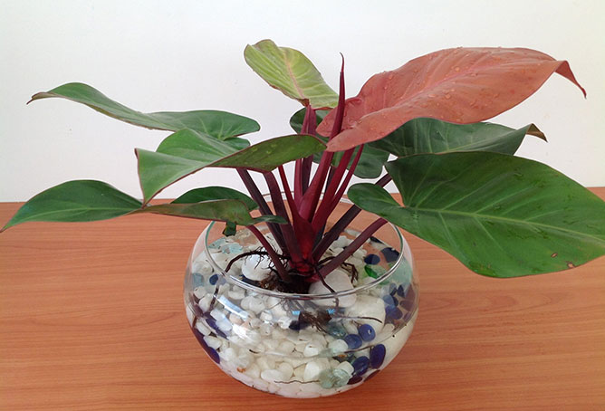 cây đại đế vương