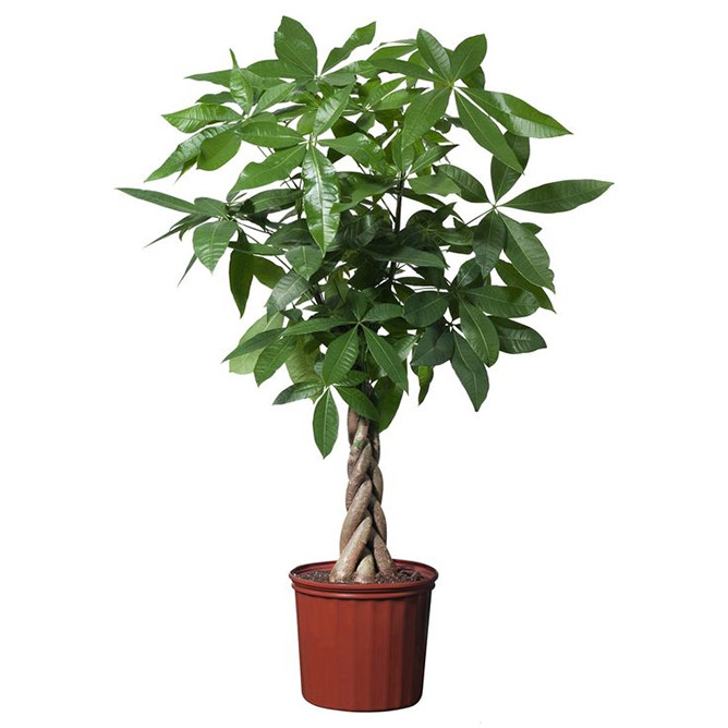 cây tài lộc, cây đuôi sam