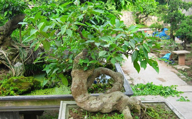 cây sung