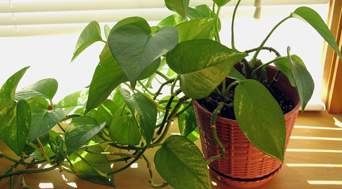 ý nghĩa phong thủy của cây trầu bà