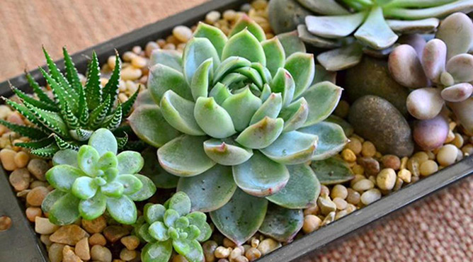 ý nghĩa trong phong thủy của cây sen đá