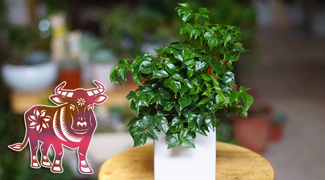 cây phong thủy hợp với tuổi sửu