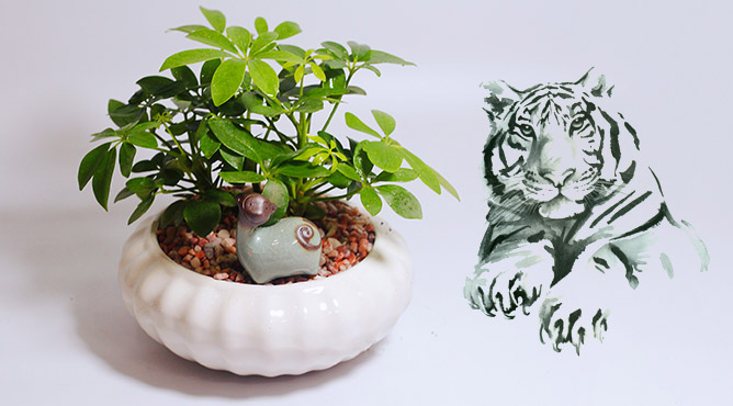 cây phong thủy cho người tuổi dần