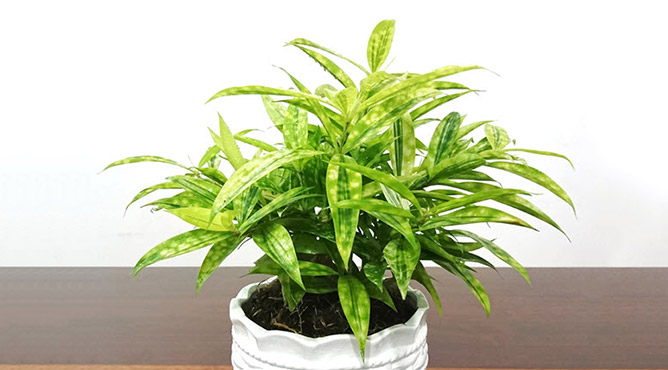 cây trúc nhật trong phong thủy
