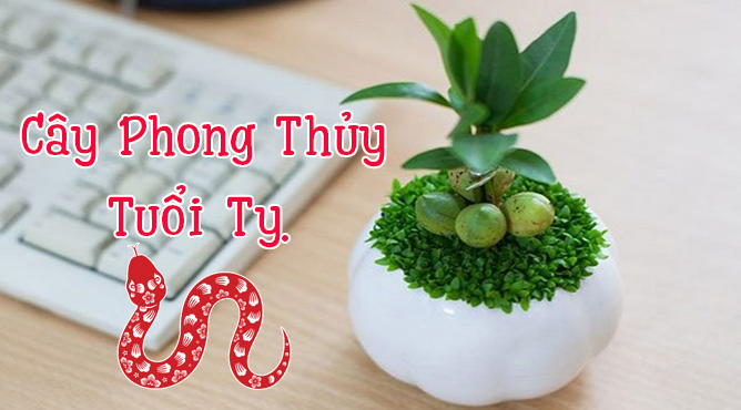 cây phong thủy tuổi tỵ