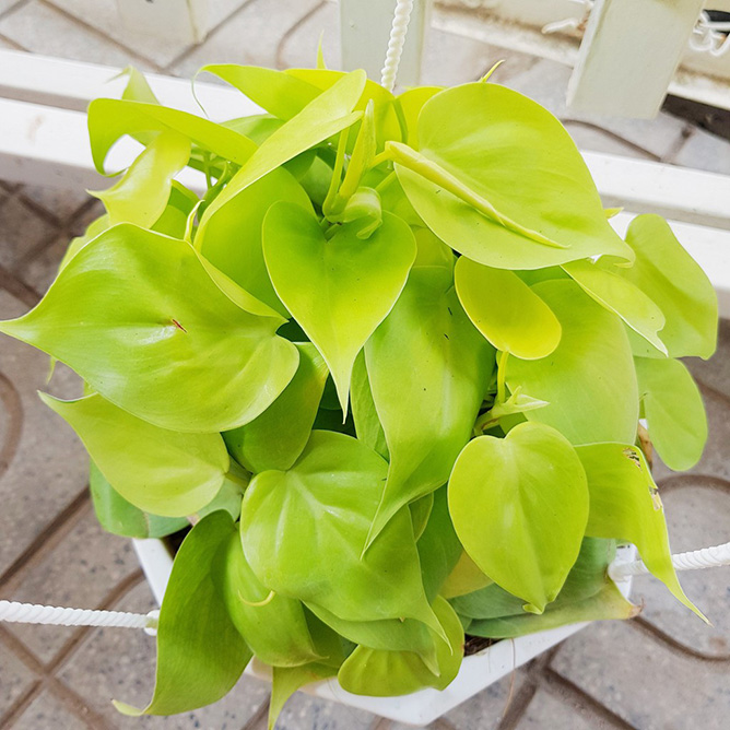 cây trầu bà vàng