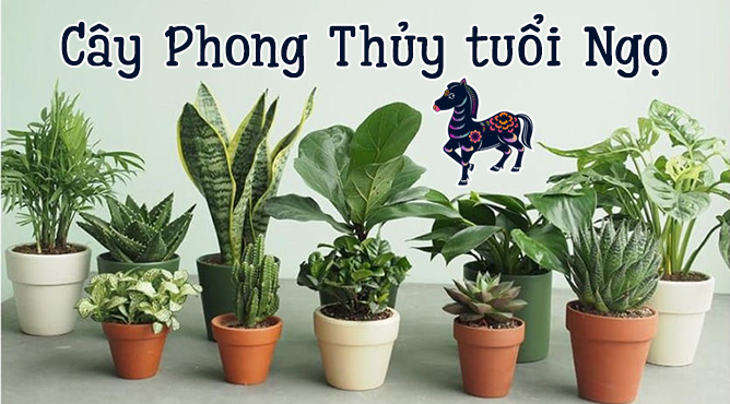 cây phong thủy hợp với tuổi Ngọ