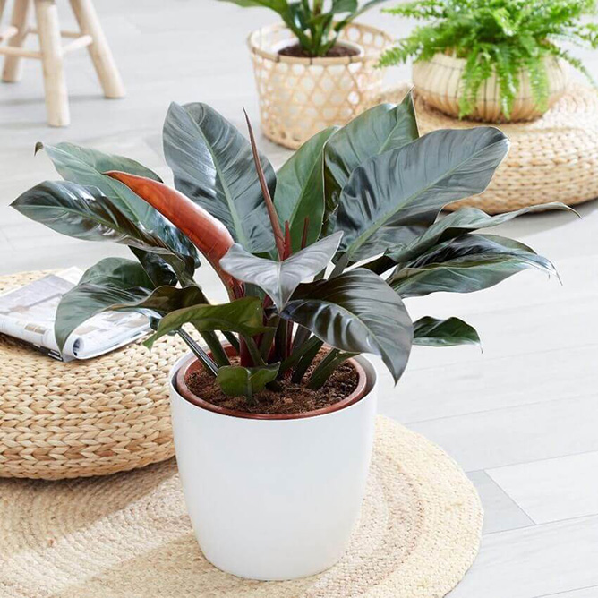 cây trầu bà đế vương đỏ