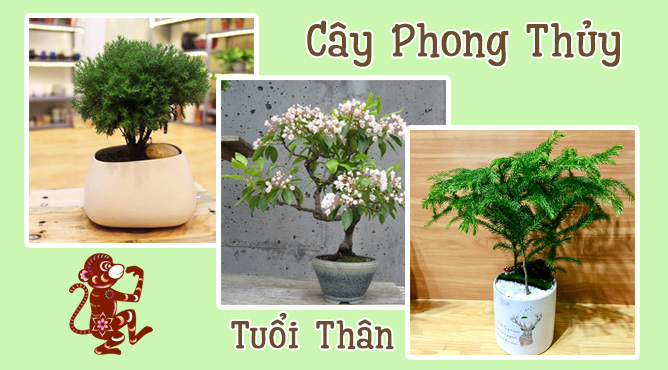 cây phong thủy hợp với tuổi Thân