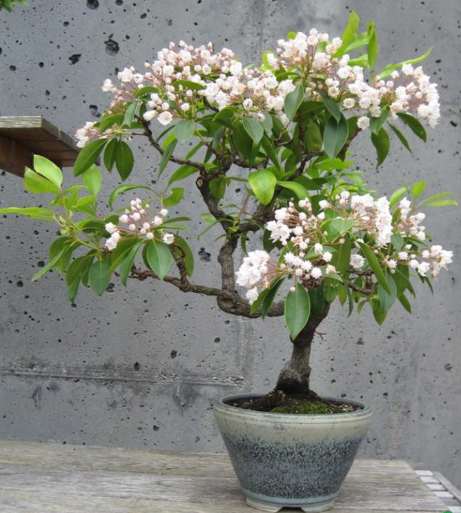 cây nguyệt quế